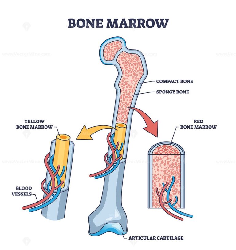 Bone Marrow Transplant Unit